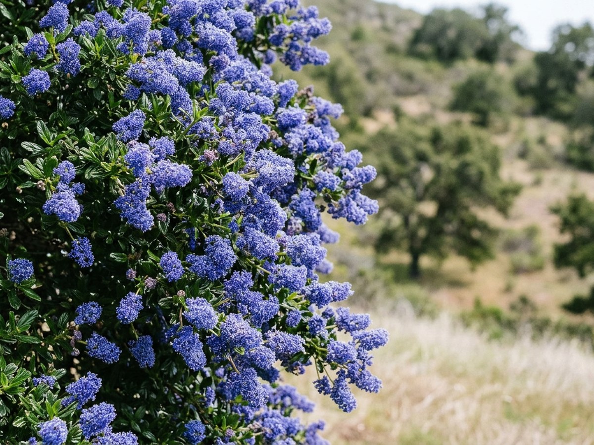 Ceanothus (California Lilac) in peak bloom, dense panicles of small blue-violet flowers cascading over evergreen foliage