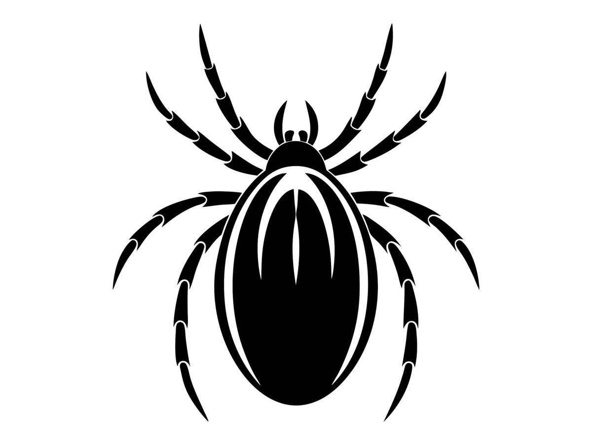 Black silhouette of an adult spider mite on white, eight legs and oval body