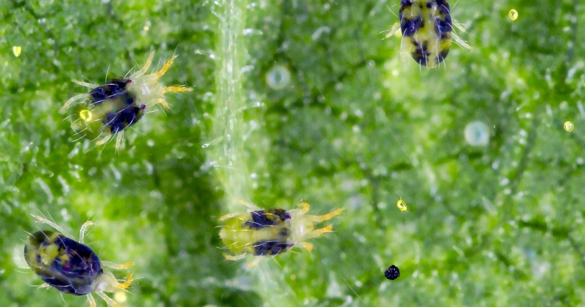 Studio macro of an adult two-spotted spider mite on a white background, showing eight legs, translucent yellow-green body, and the characteristic pair of dark gut spots visible through the cuticle