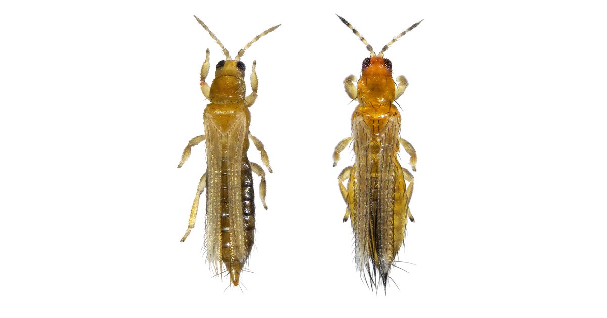 Two adult thrips specimens photographed in studio macro on a white background, showing the slender body, fringed wings, and yellow-tan to orange coloration characteristic of the order Thysanoptera
